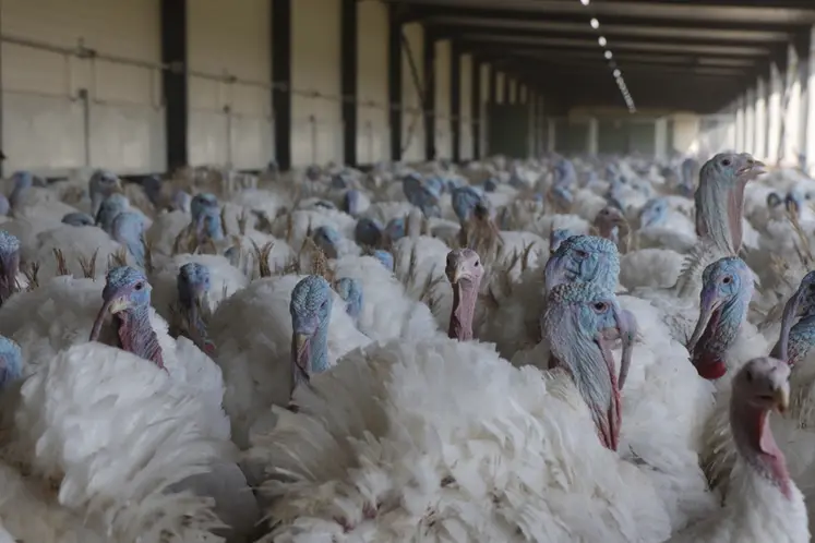 <em class="placeholder">La France qui pesait 45% de la production européenne de dindes en 2000 ne représente plus que 15 % de cette production en 2024 (source Itavi).</em>