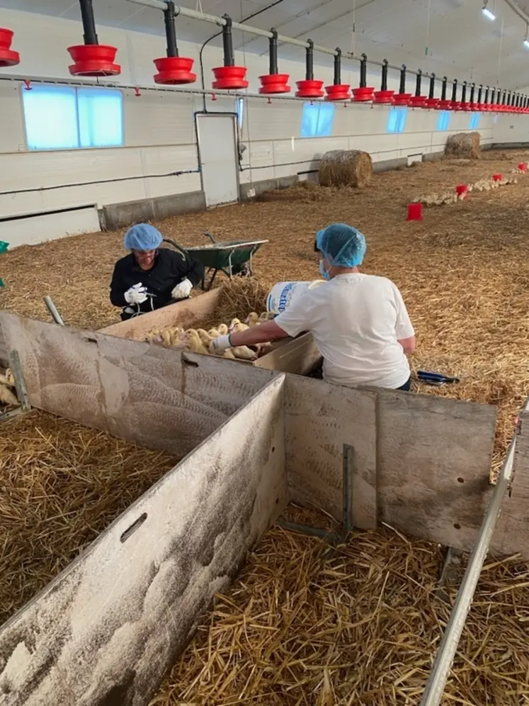 <em class="placeholder">Des voies de progrès portent sur l&#039;ajustement des protocoles, notamment sur l&#039;âge des canards lors des vaccinations. </em>