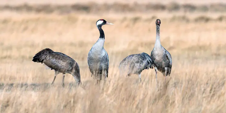 <em class="placeholder">Particulièrement touchées par l’influenza aviaire, les grues cendrées ont une période de migration plus précoce, expliquant le démarrage rapide de l’épizootie ...</em>
