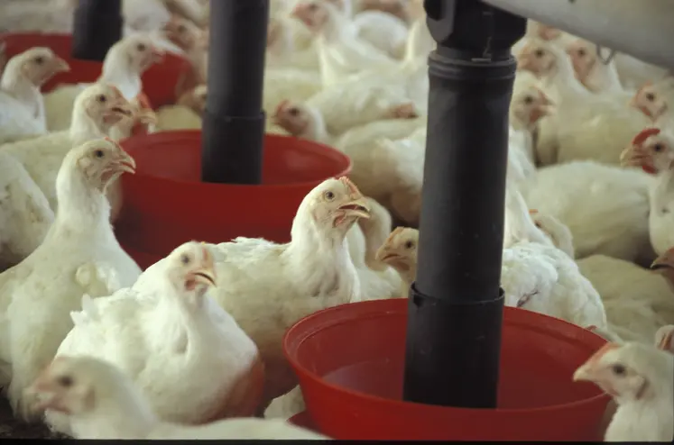 poulet en élevage - brève LDC