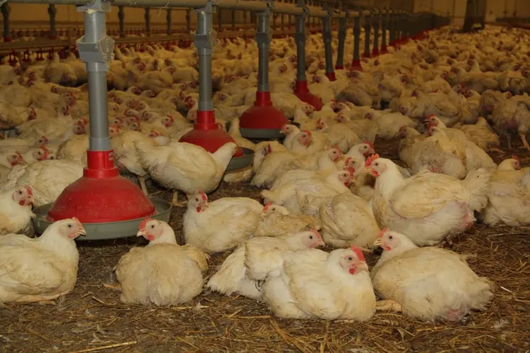 <em class="placeholder">poulet en fin de lot</em>