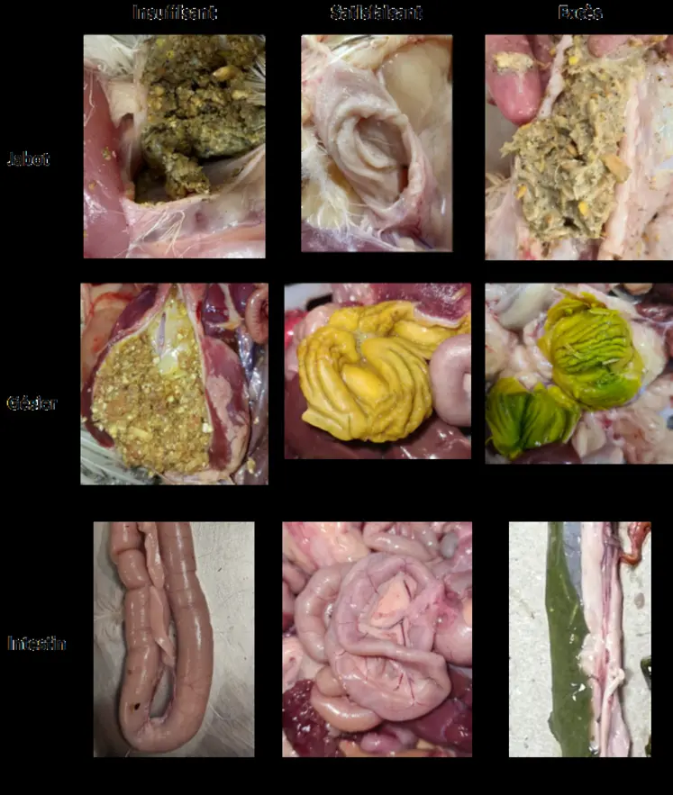 <em class="placeholder">Planche de mise à jeun.</em>