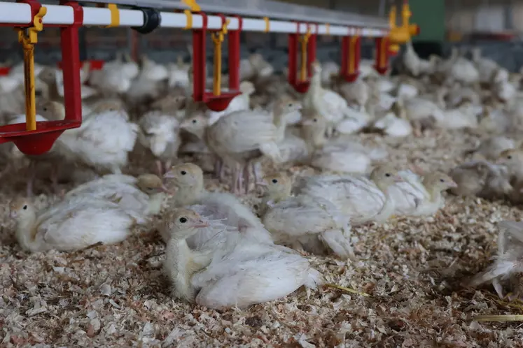<em class="placeholder">jeunes dindonneaux de moins de 4 semaines dans un bâtiment spécialisé en Bretagne</em>