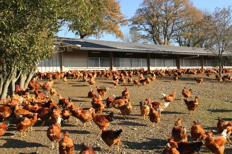 <em class="placeholder">Les mentions Sortant à l'extérieur, Fermier-élevé en plein air, Fermier-élevé en liberté, restent exclusives aux volailles ayant accès à un élevage à l'extérieur. </em>