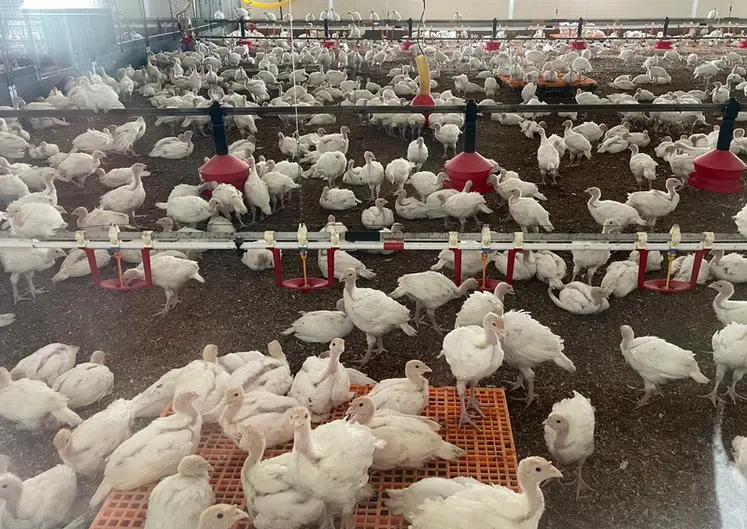 <em class="placeholder">Le bien-être animal et l’environnement sont rarement cités comme priorités premières, non par désintérêt, mais parce qu’ils sont perçus comme déjà intégrés ou ...</em>