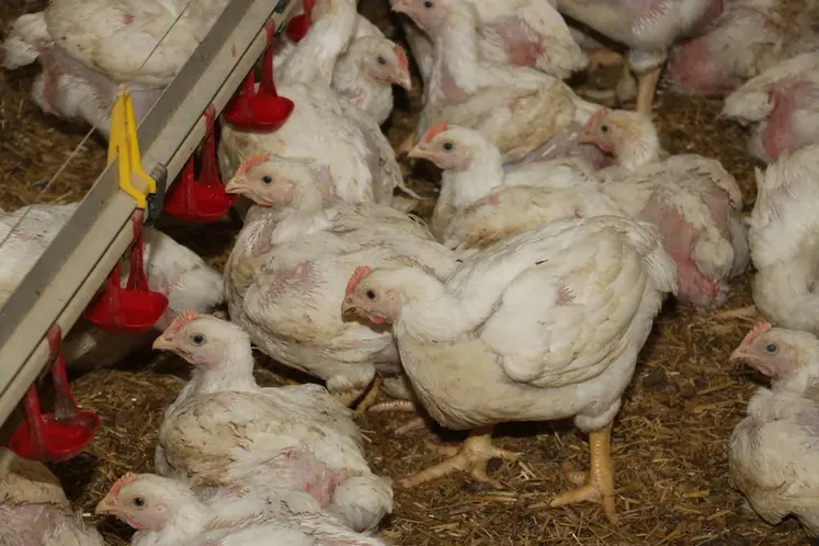 <em class="placeholder">poulet lourd </em>