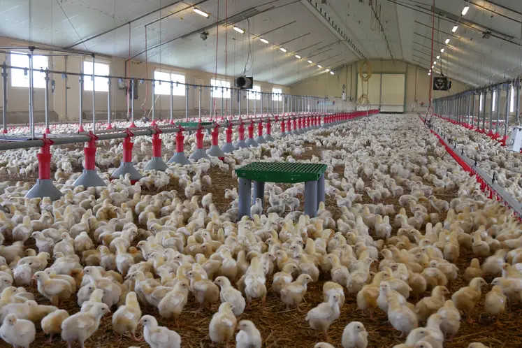 Bâtiment jeunes poulets avec plateforme