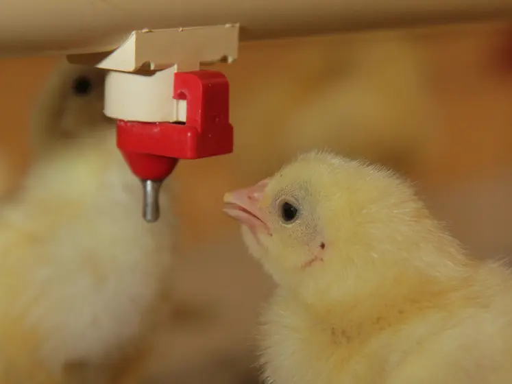 poussin en situation d'abreuvement au démarrage