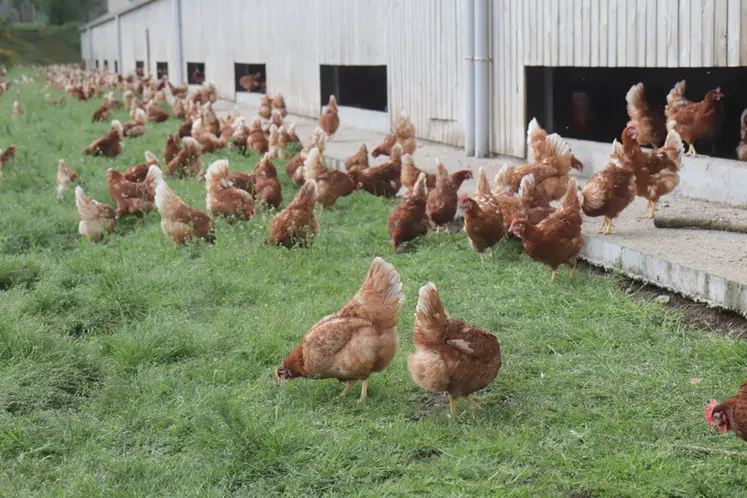 <em class="placeholder">En France, la vaccination contre la maladie de Newcastle est fortement recommandée pour les productions plein air. </em>