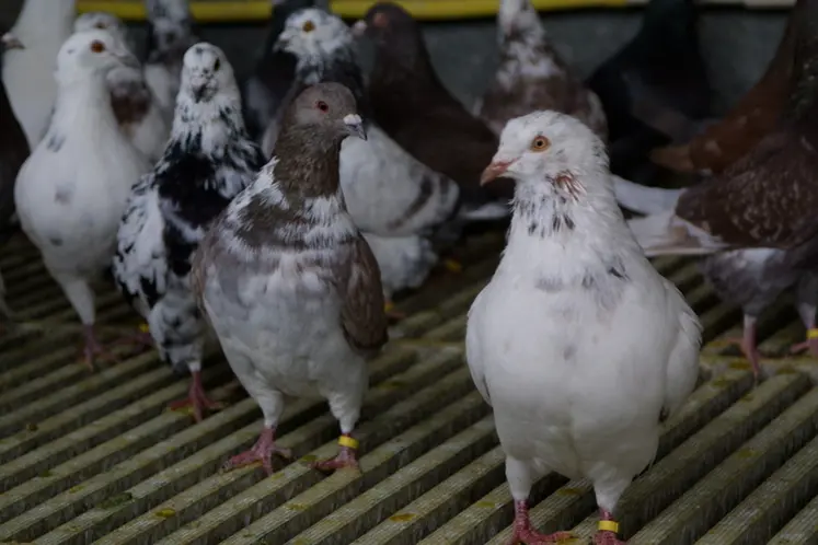 <em class="placeholder">gros plan de pigeons - visite élevage de pigeons de chair Maine et Loire </em>