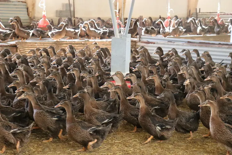 <em class="placeholder">Des canes Kriaxera reproductrice (en race pure), </em>