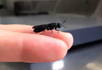 La mouche soldat noir est le principal insecte élevé pour ses larves riches en huiles et protéines © DR