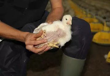 Pour l'éleveur, la qualité des coussinets plantaires des poulets passe par une bonne gestion de la litière. © A. Puybasset