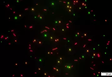 Les spores de Bacillus Subtilis modifiées sont en vert tandis que les formes cellullaires actives dans l'intestin des poulets sont en rouge. © Adisseo