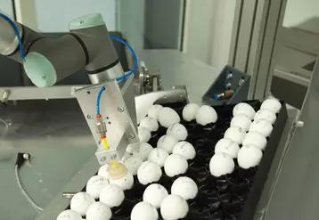 Sur le modèle utilisé fin 2018 par Seleggt, les œufs contenant des mâles sont retirés par un bras automatique, après avoir subi le test de détection du sulfate d'œstrogène. © Seleggt