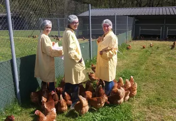 Le bien-être des poules pondeuses a été évalué lors de l’essai d’aliment 100% bio. © Itavi
