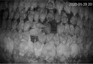 L'étude du comportement des poules filmées par caméra infrarouge durant la nuit facilitera le suivi des populations de pou rouge durant les essais. © Experimental Poultry Center