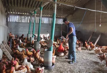 Fin 2019, les Pays de Loire comptaient 243 exploitations avec des poulets et 270 avec des pondeuses, soit 38% et 19% des volumes produits en France © P. Le Douarin