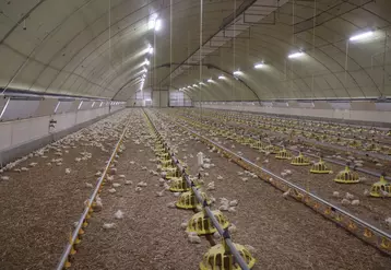 La dernière génération de tunnels Duc est construite en ventilation dynamique pour produire du poulet Ross 308. © P. Le Douarin