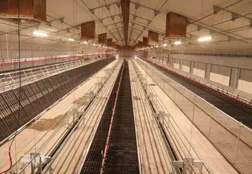 Vue de la poussinière de poulettes bio de 13, 5 m de large. Pour respecter la réglementation bio, il a fallu placer 8 rangées de supports © P. Le Douarin