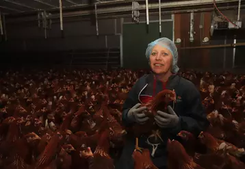 Nathalie Mordelet avec ses poulettes pendant leur enlèvement : « Il faut être ferme avec les poules, sinon elles ont vite fait de gagner la partie à nos dépens. » © P. Le Douarin