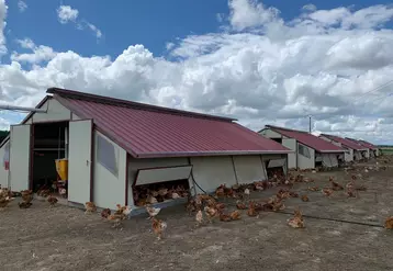 On élève surtout des poulets de type label rouge en Nouvelle  Aquitaine  © X.Cresp