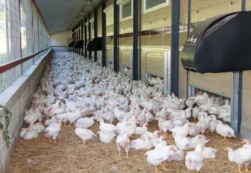 En poulet, le jardin d'hiver ajoute un coût et remet en cause le type de bâtiment et sa gestion (mettre des trappes, gestion de l'ambiance).