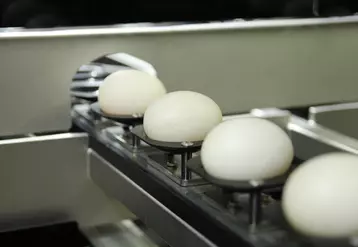 La pose des œufs à sexer sur six lignes d’empreintes mobiles est encore manuelle avec la version 2 préindustrielle.