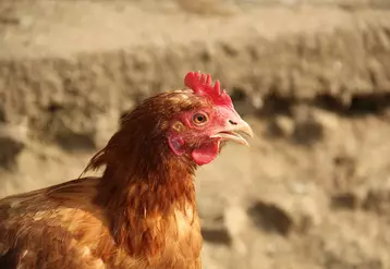L’impact du picage évalué sur des poules non épointées