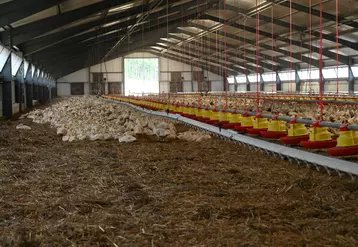 Depuis la première épizootie d'influenza aviaire la Capel invite ses adhérents à investir dans des bâtiments plus grands permettant d'allier le sanitaire et l'économie.
