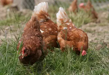 La pression parasitaire augmente en productions de poules plein air, par un contact accru avec les hôtes intermédiaires des helminthes, tels que le ver de terre, concentrateur d’oeufs.
