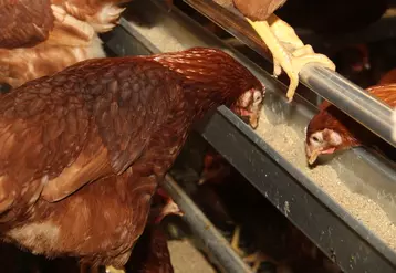  Il existe plusieurs leviers pour atténuer la hausse du coût alimentaire tout en valorisant au maximum la ration par les poules.
