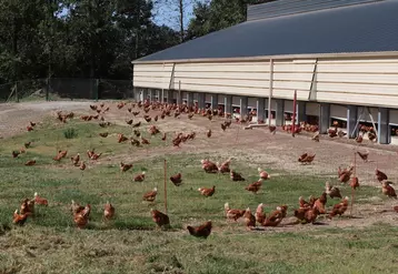En accédant à l’extérieur, les poulettes sont exposées à plusieurs dizaines de milliers de lux, ce qui peut perturber la gestion du programme lumineux pour déclencher la ponte.
