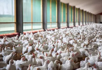 Dans quelques mois, toute la viande fraiche de poulet vendue en GMS aura été élevée selon le cahier des charges imposant le jardin d'hiver