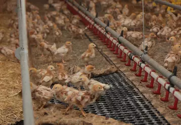 Les volières pour poulettes de type portique sont celles qui favorisent le plus le recyclage des coccidies vaccinales.  © P. Le Douarin