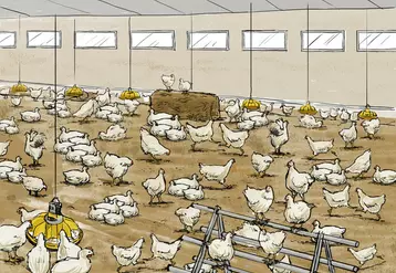 Les poulets d'élevage ont besoin d'exprimer des comportements de base autres que boire, manger et dormir.