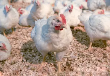 Génétique : Hubbard lance la nouvelle souche de poulet Redbro