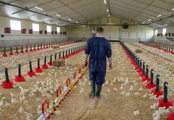 En poulet, le temps de travail quotidien (surveillance, suivi technique, tâches sanitaires...) est d’un peu plus de 4 heures en moyenne, soit 1h40 pour 1000 m2.