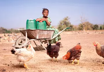 Là où les conditions d'élevage sont difficiles, les poulets colorés tout terrain s'en sortent mieux que des poulets Formule 1. © Hendrix Genetics