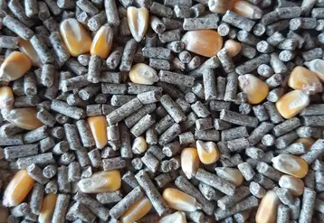 Les granulés fabriqués en mouture à façon pour des canards peuvent contenir des grains entiers (25 % ici) en plus du maïs broyé dans le granulé.