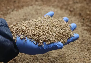 Larves de mouches soldat noir. Orvia est déjà capable de fournir de l’ordre de 50 millions de larves démarrées à ses clients nationaux.