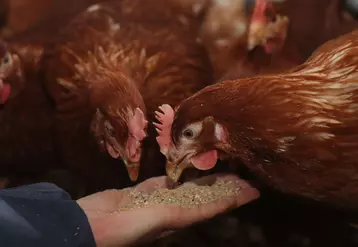 La consommation alimentaire d’une poule peut brutalement baisser dès que la température maximale se maintient au-dessus de 25 °C.