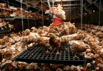 Administrables par l’eau de boisson, les vaccins vivants sont plus aisés à distribuer en élevage de poulettes.