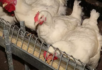 élevage reproducteurs poules coq ross 308 souche lourde