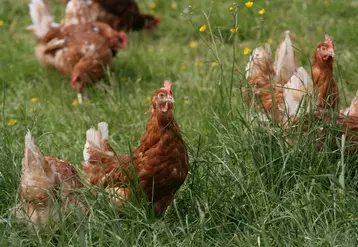 La pression parasitaire augmente en poules plein air, du fait d'un contact accru avec le ver de terre, qui est un concentrateur des œufs des parasites.