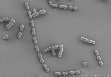 Bactéries Enterococcus cecorum en microscopie électronique à balayage. Six gènes déterminent l’origine clinique d’une souche dans 94 % des cas.