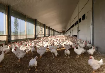 Poulets Hubbard JA 757 aux Pays-Bas. Le poulet du référentiel ECC/BCC se situe entre le poulet label Rouge français (plein air et durée d'élevage différents) et le ...