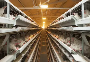 Élevage en cage typique des fermes de ponte ukrainiennes. Selon l’Itavi, en 2022 le coût de production des œufs ukrainiens était inférieur d’environ 30 % par rapport ...