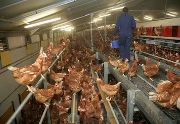 L'élevage alternatif est devenu dominant, mais la cage résiste très bien au delà d'un atelier de 50 000 poules.