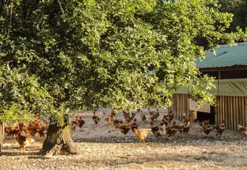 Poulets label à cou nu élevés en liberté dans la forêt landaise.